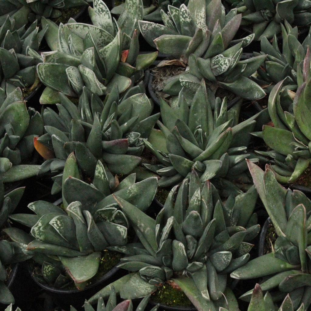 Gasteria Black Boy Image