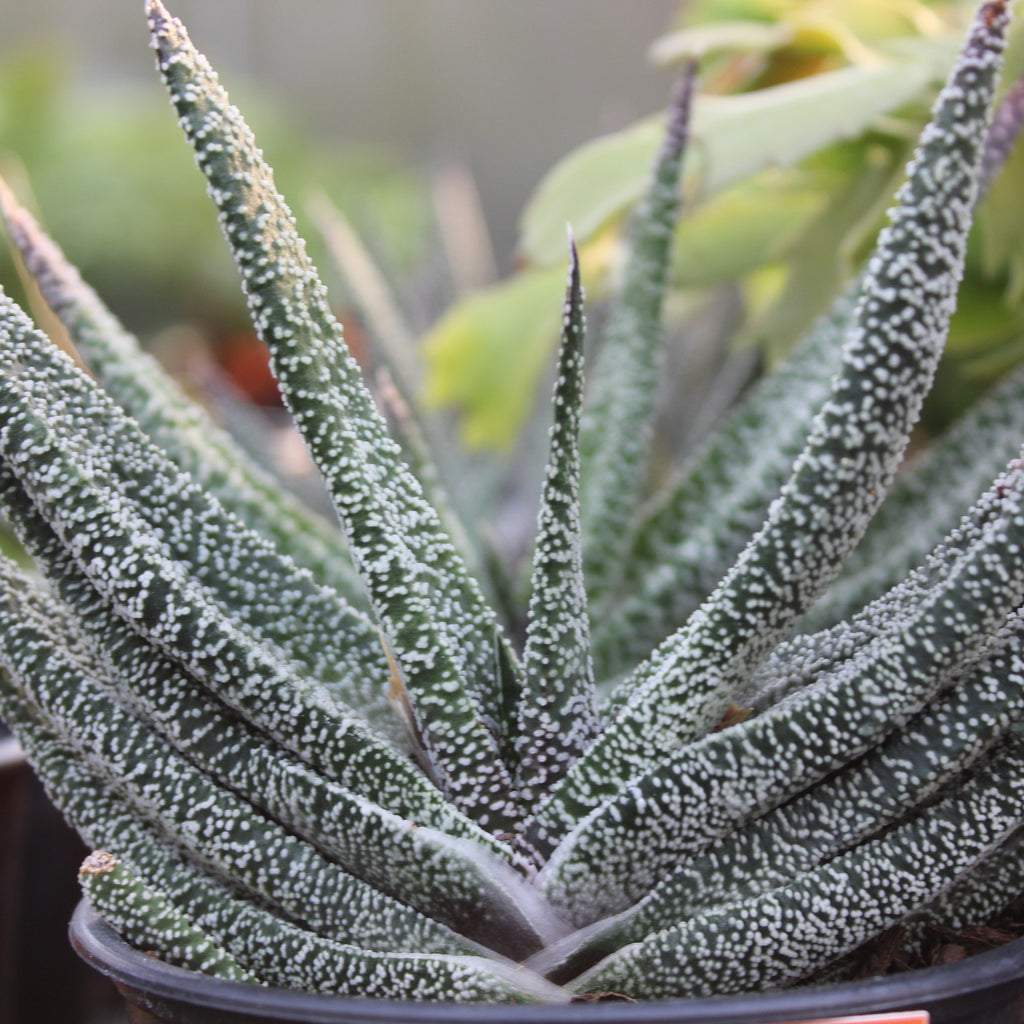 Gasteria carinata Image