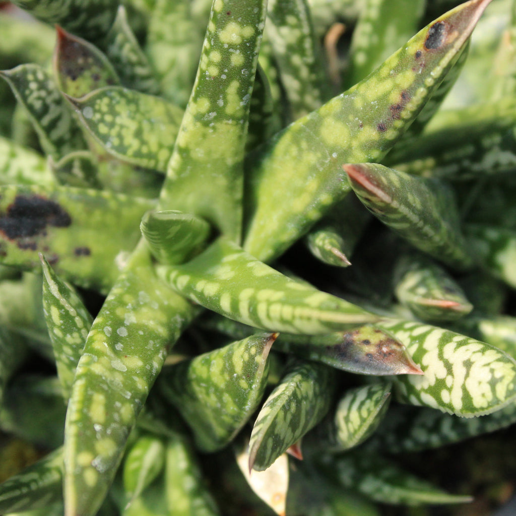 Gasteria Liliput Image