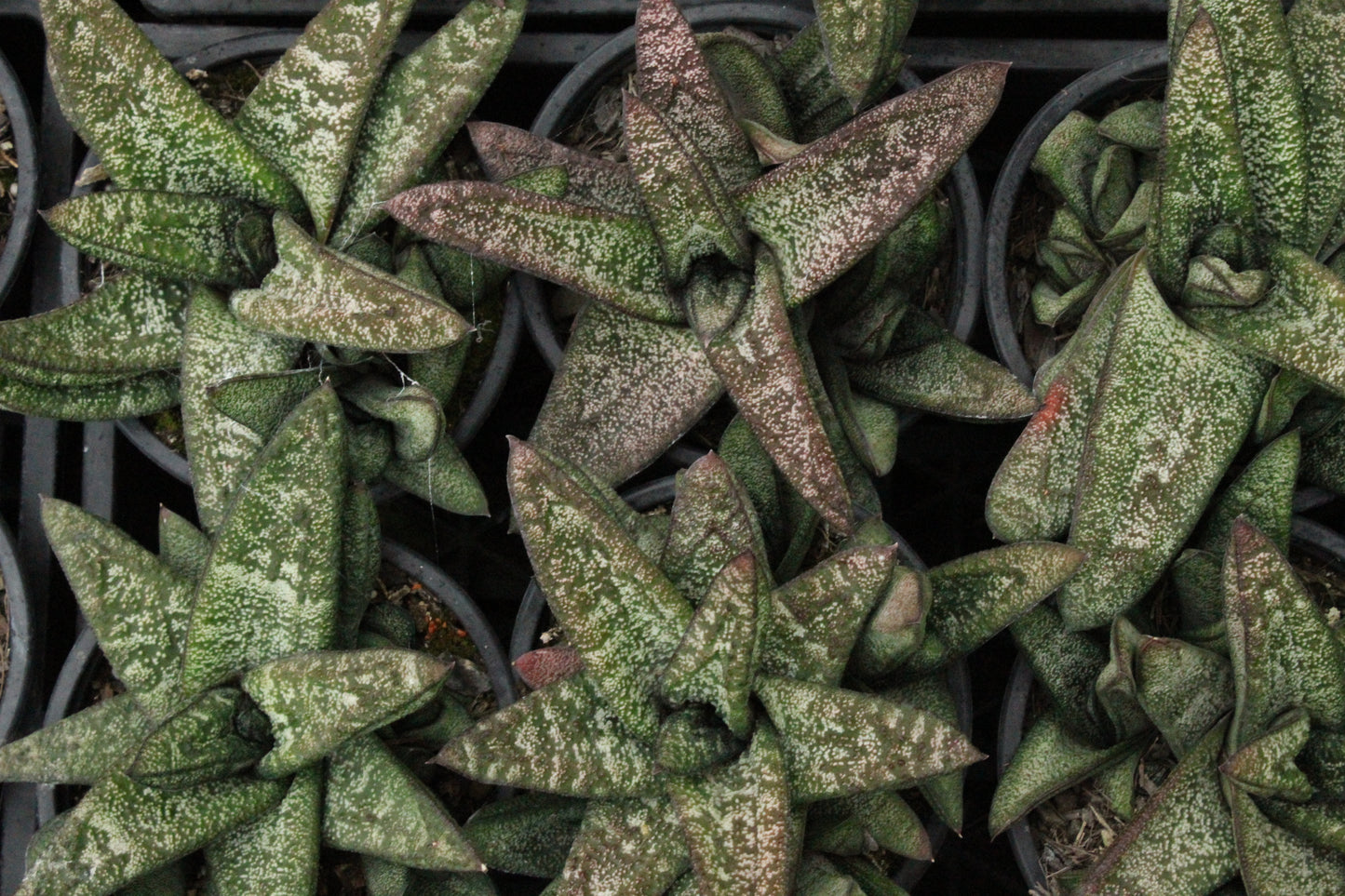 Gasteria Species