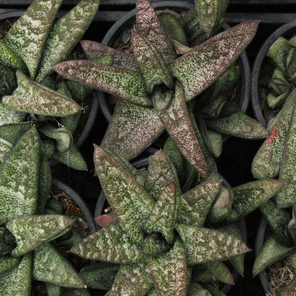 Gasteria Species Image