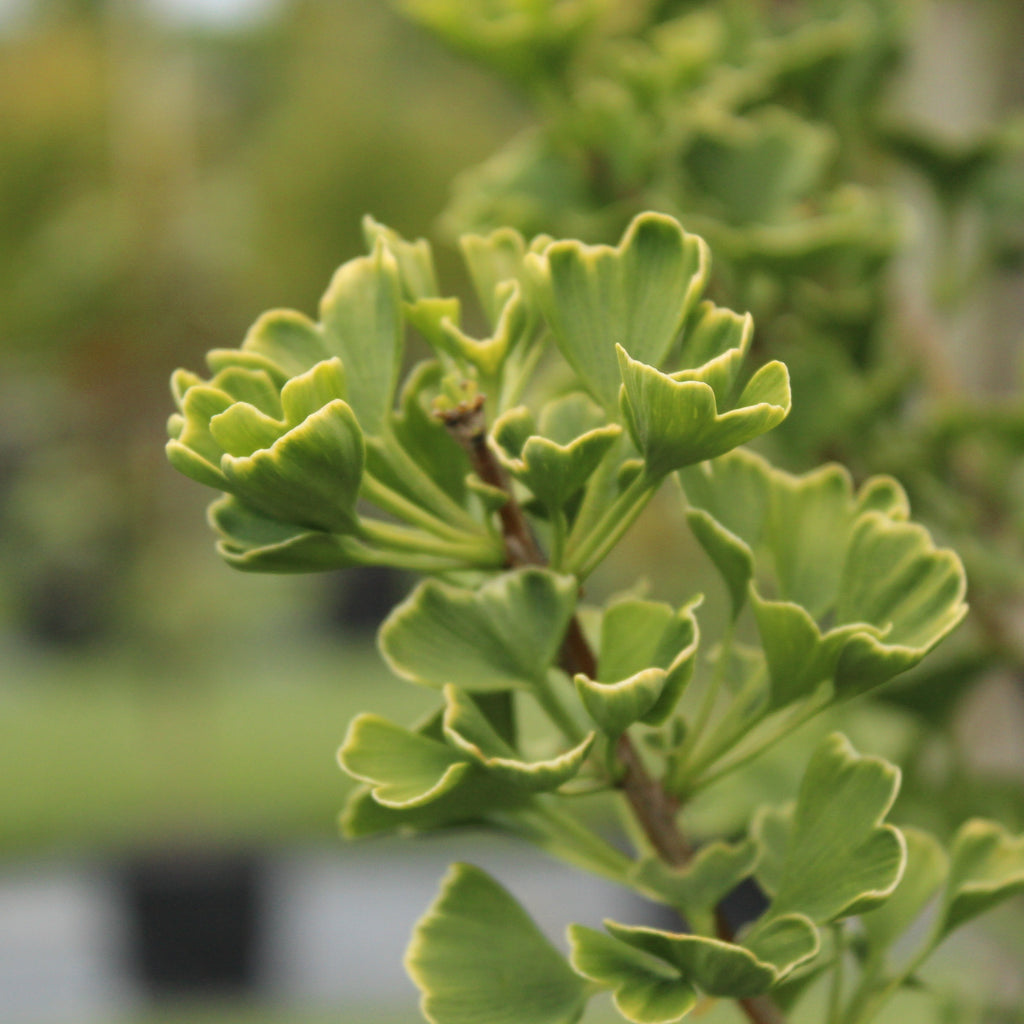Ginkgo fastigiata Image