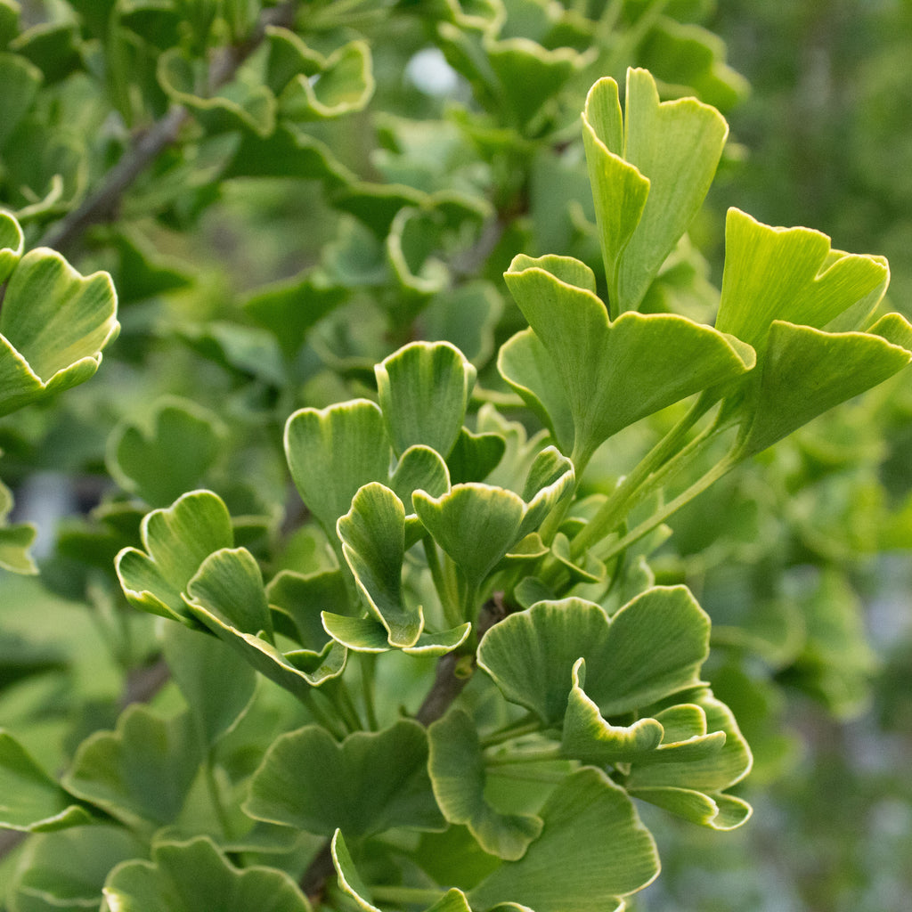 Ginkgo fastigiata Image