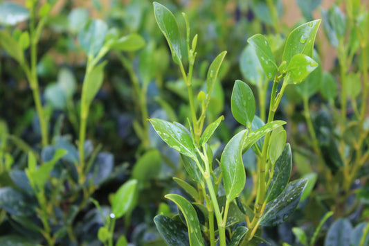 Griselinia l. Ardmore