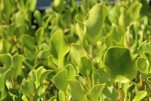 Griselinia Broadway Mint