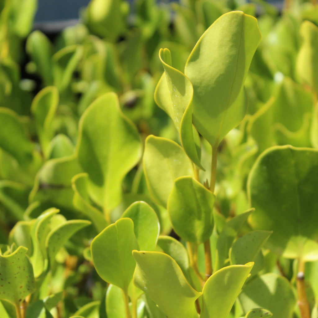 Griselinia Broadway Mint Image