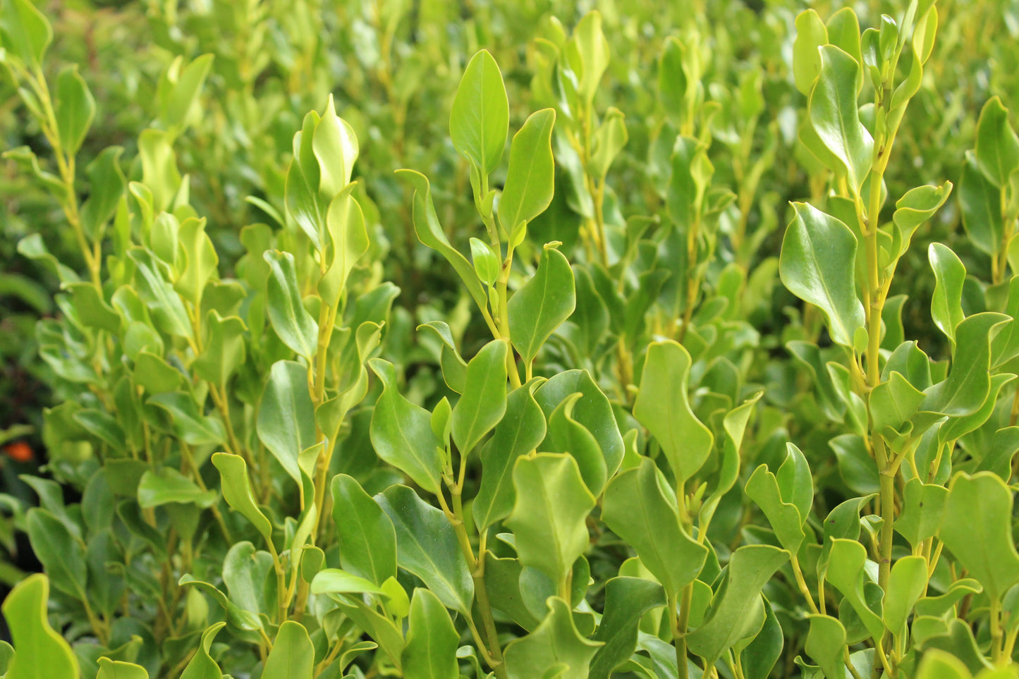 Griselinia Broadway Mint