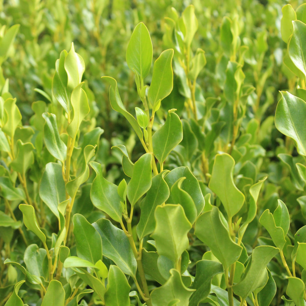 Griselinia Broadway Mint Image