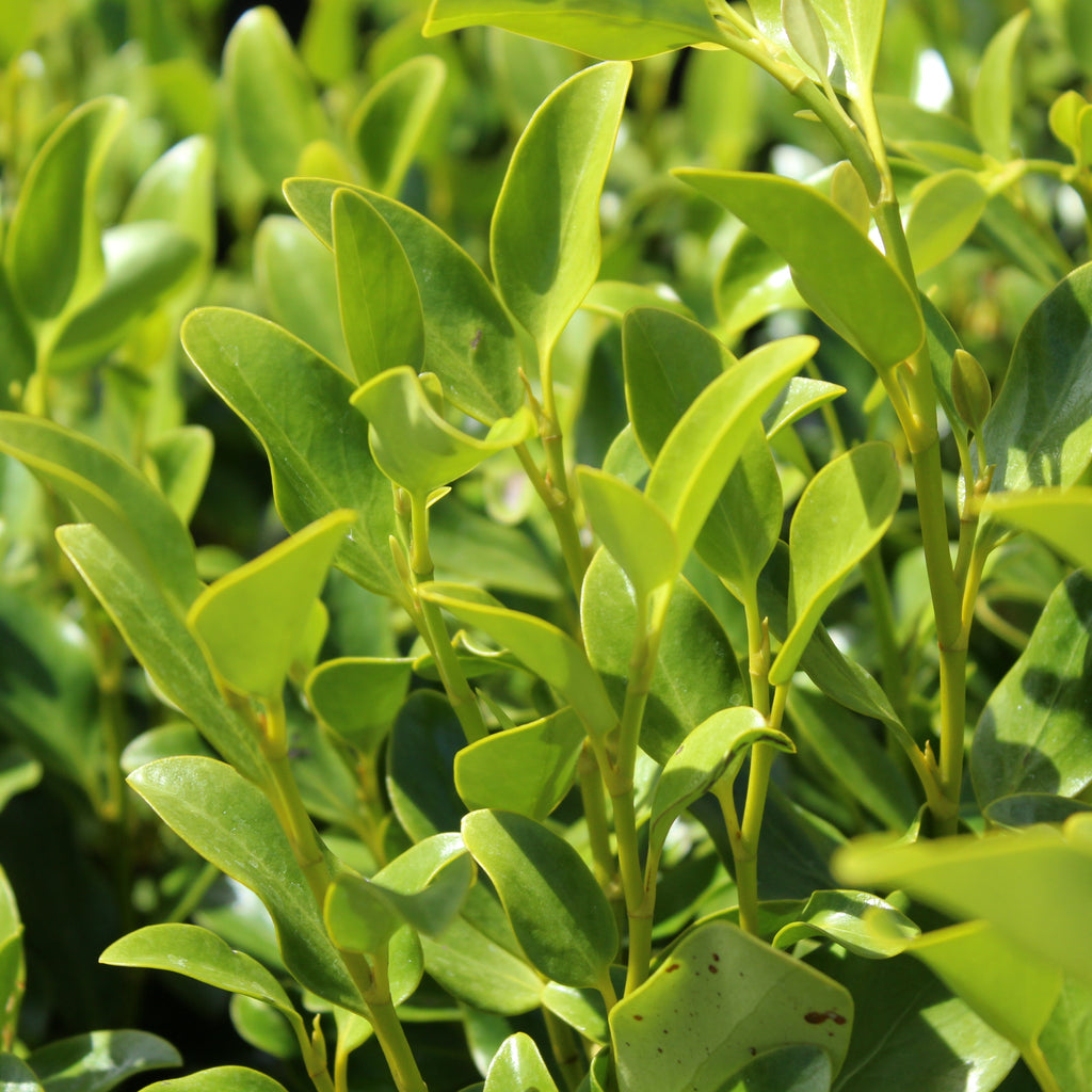 Griselinia littoralis Green Sheen Image