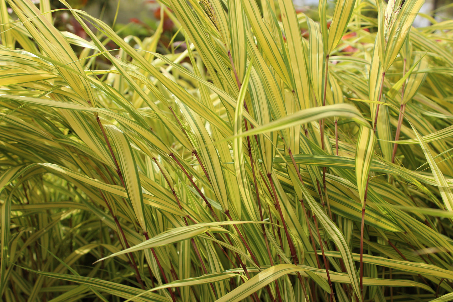 Hakonechloa 'Aureola'