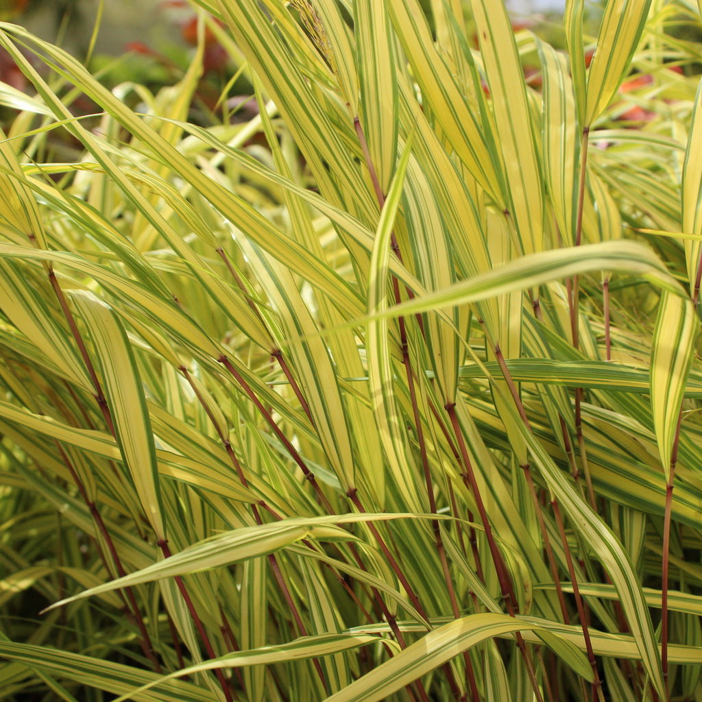 Hakonechloa macra Aureola Image