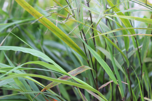 Hakonechloa macra