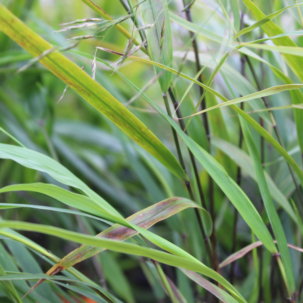 Hakonechloa macra Image