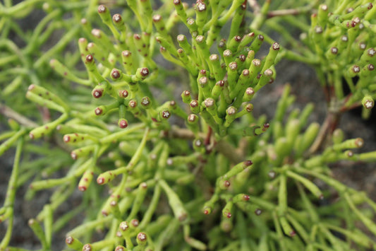 Hatiora salicornioides Cylindra