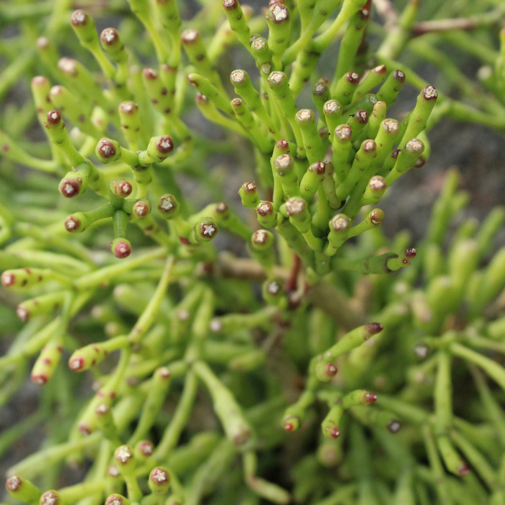 Hatiora salicornioides Cylindra Image
