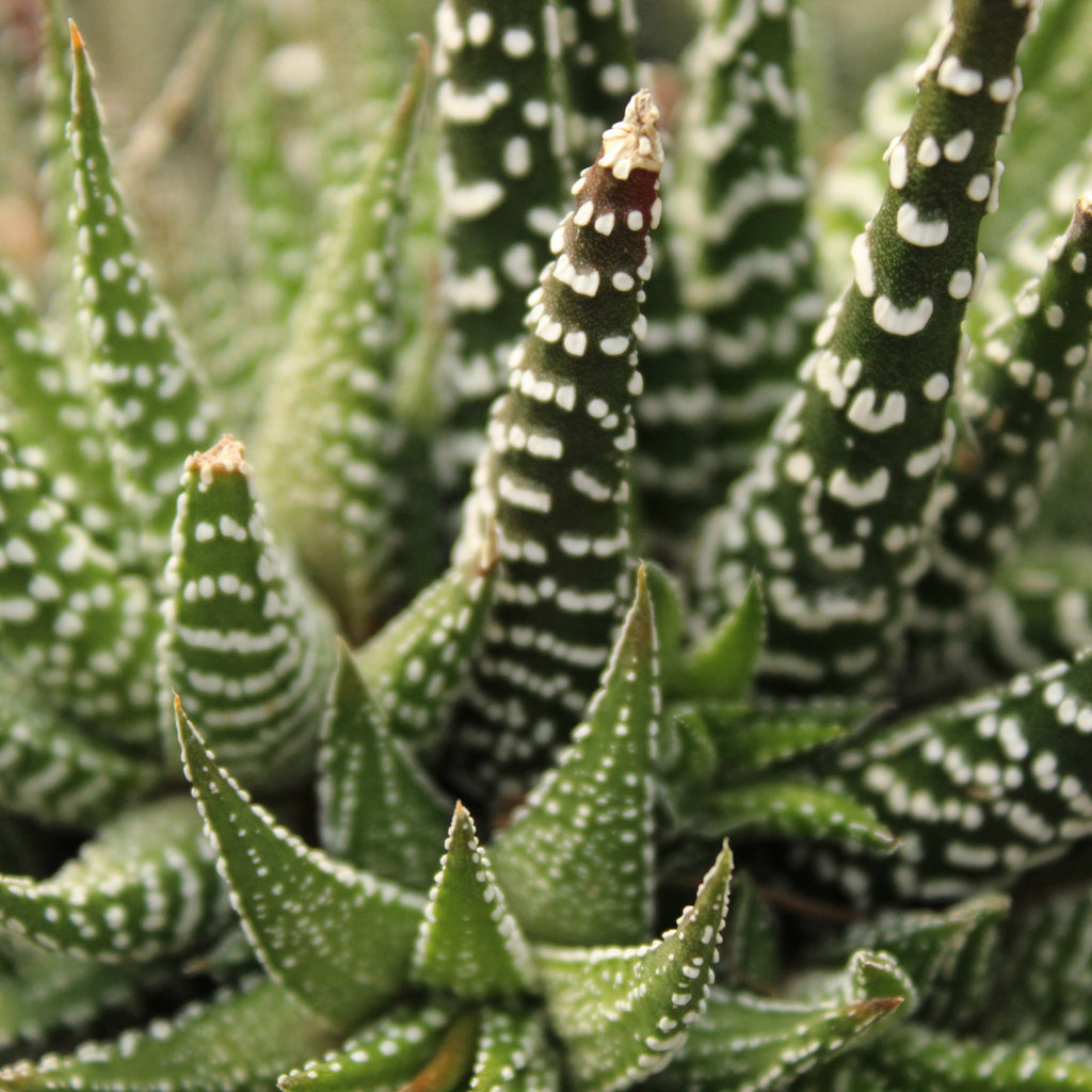 Haworthia attenuata Image