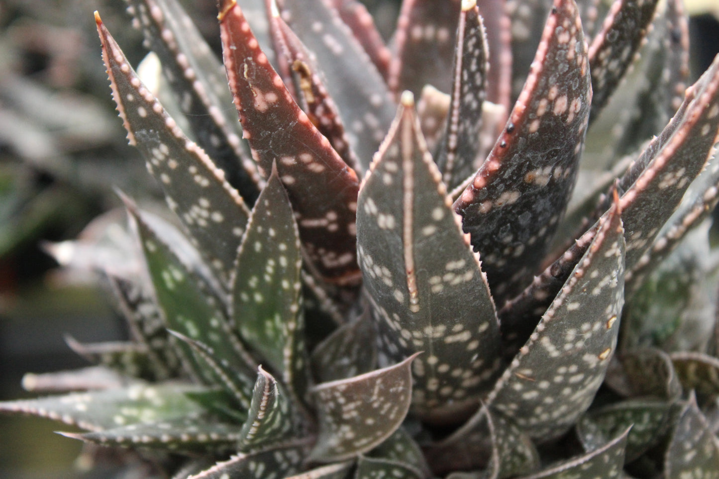 Haworthia species