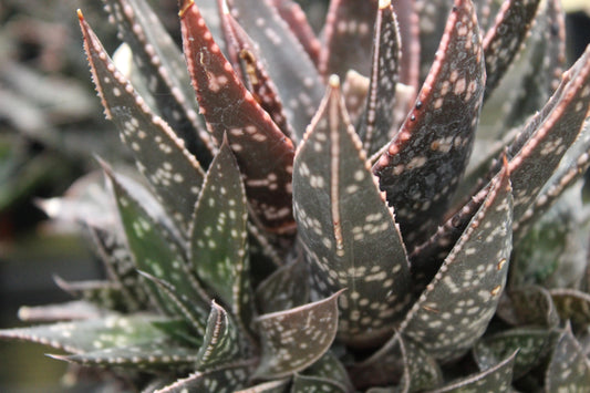 Haworthia species