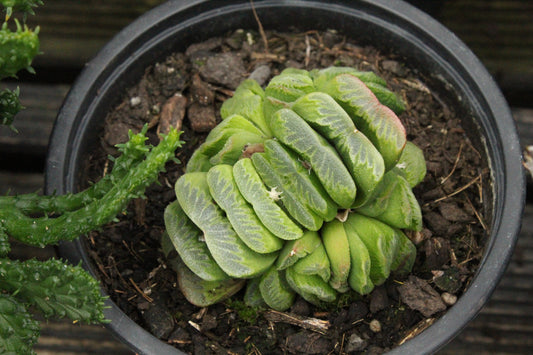 Haworthia truncata