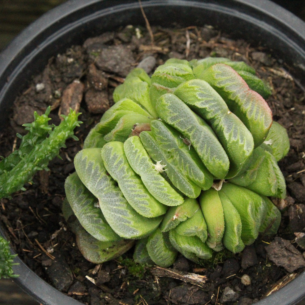 Haworthia truncata Image