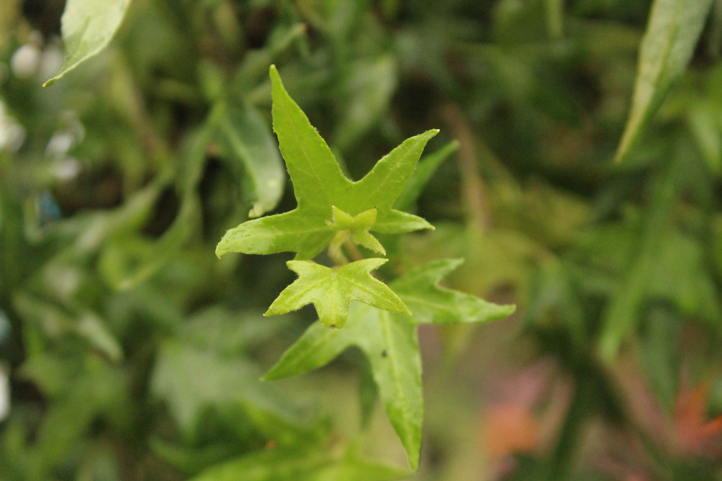 Hedera Birdsfoot