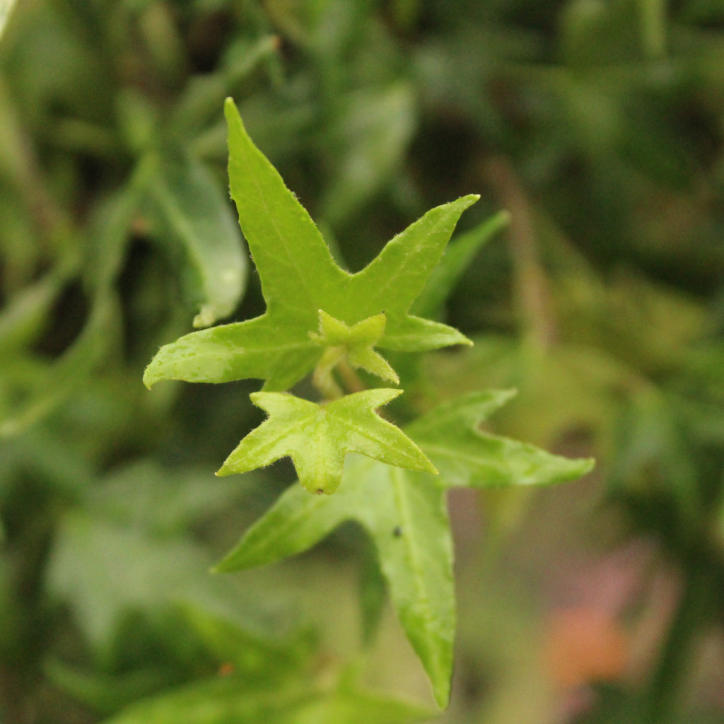 Hedera Birdsfoot Image