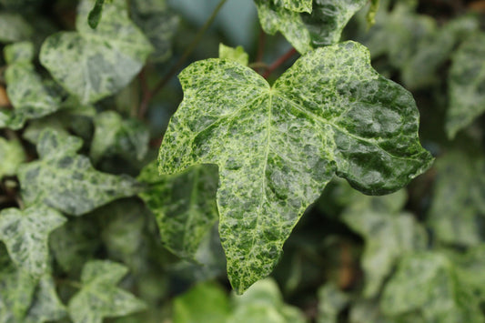 Hedera helix Gold Dust