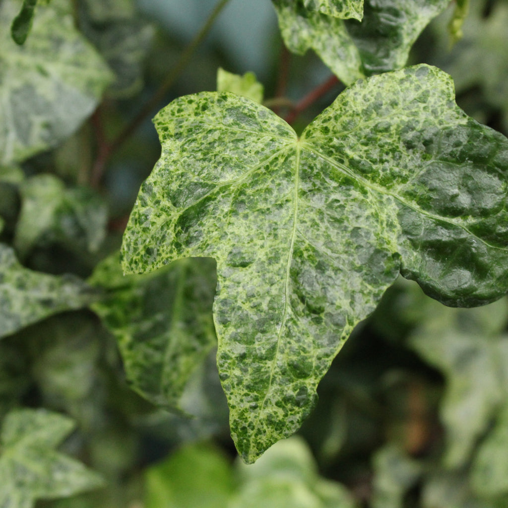 Hedera helix Gold Dust Image