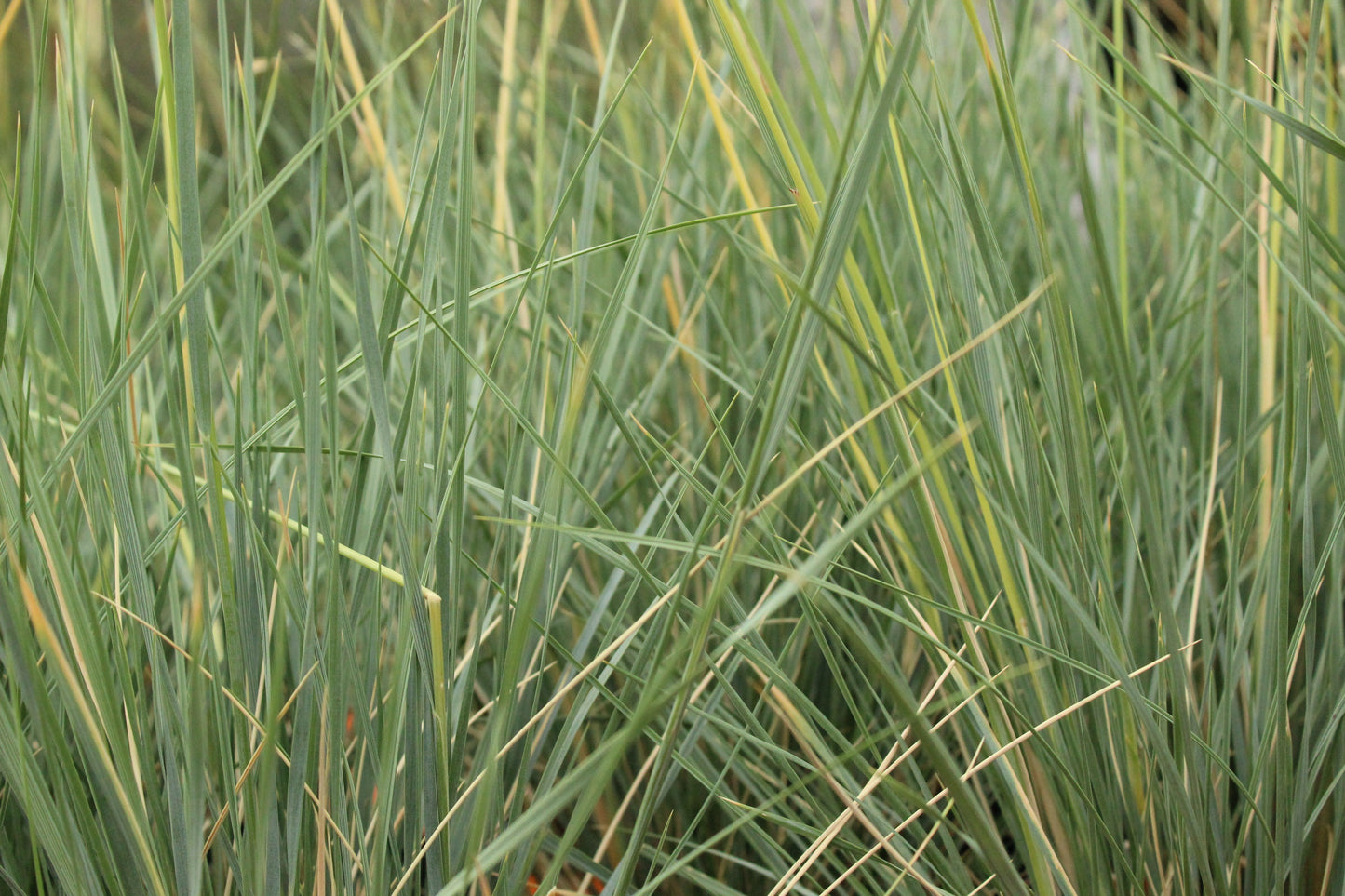 Helictotrichon sempervirens