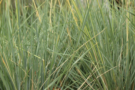 Helictotrichon sempervirens