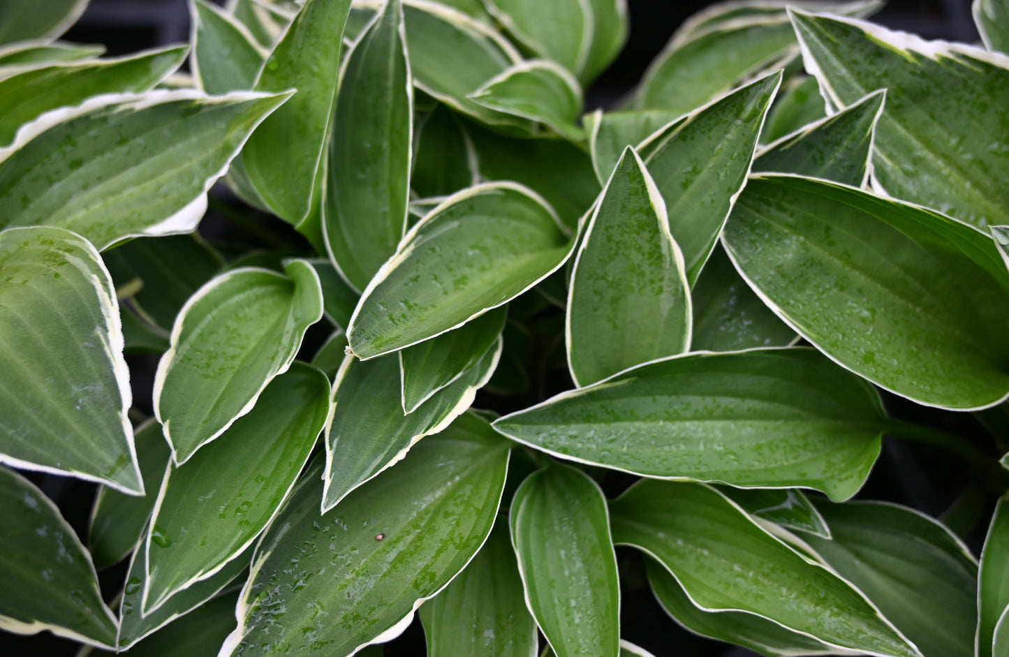 Hosta Allan P. McConnell