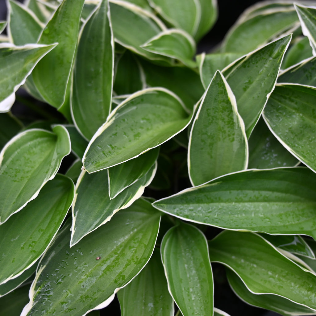 Hosta Allan P. McConnell Image