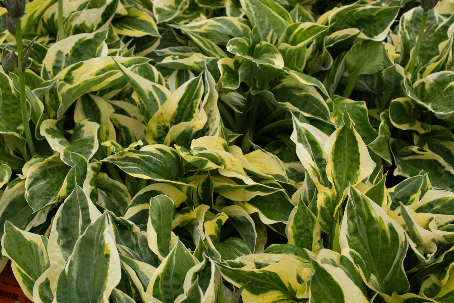 Hosta Brim Cup