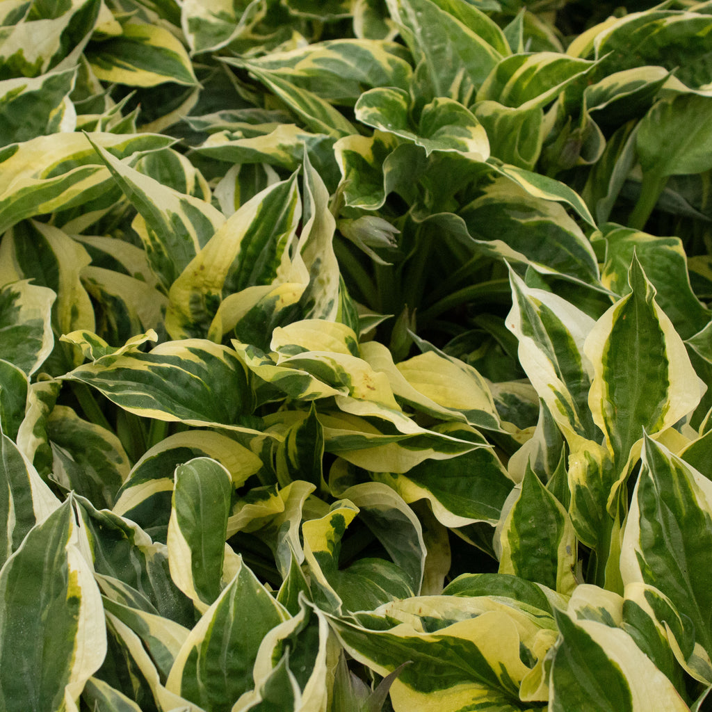 Hosta Brim Cup Image