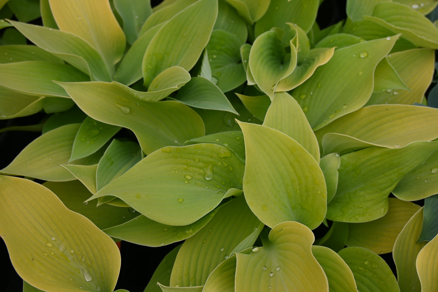 Hosta Bright Glow