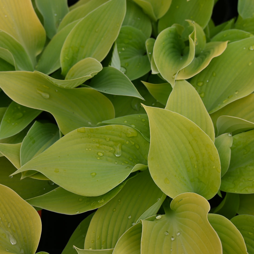 Hosta Bright Glow Image