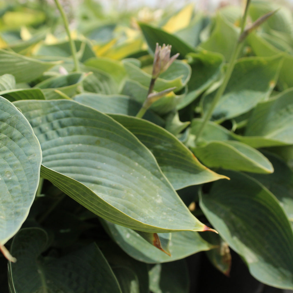 Hosta Drinking Gourd Image