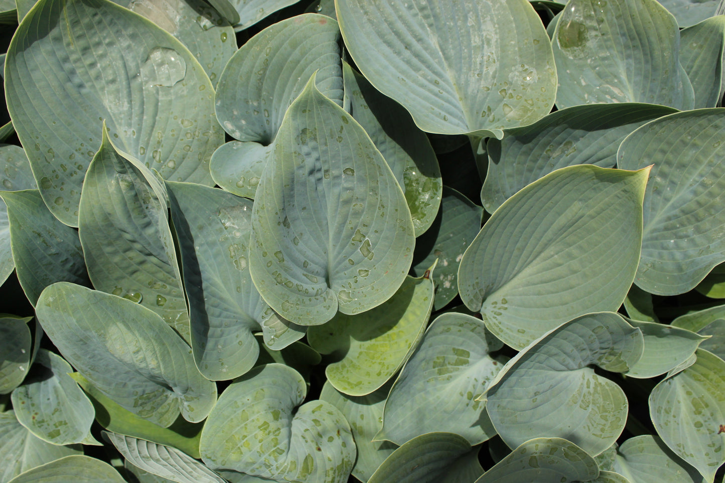 Hosta Halcyon