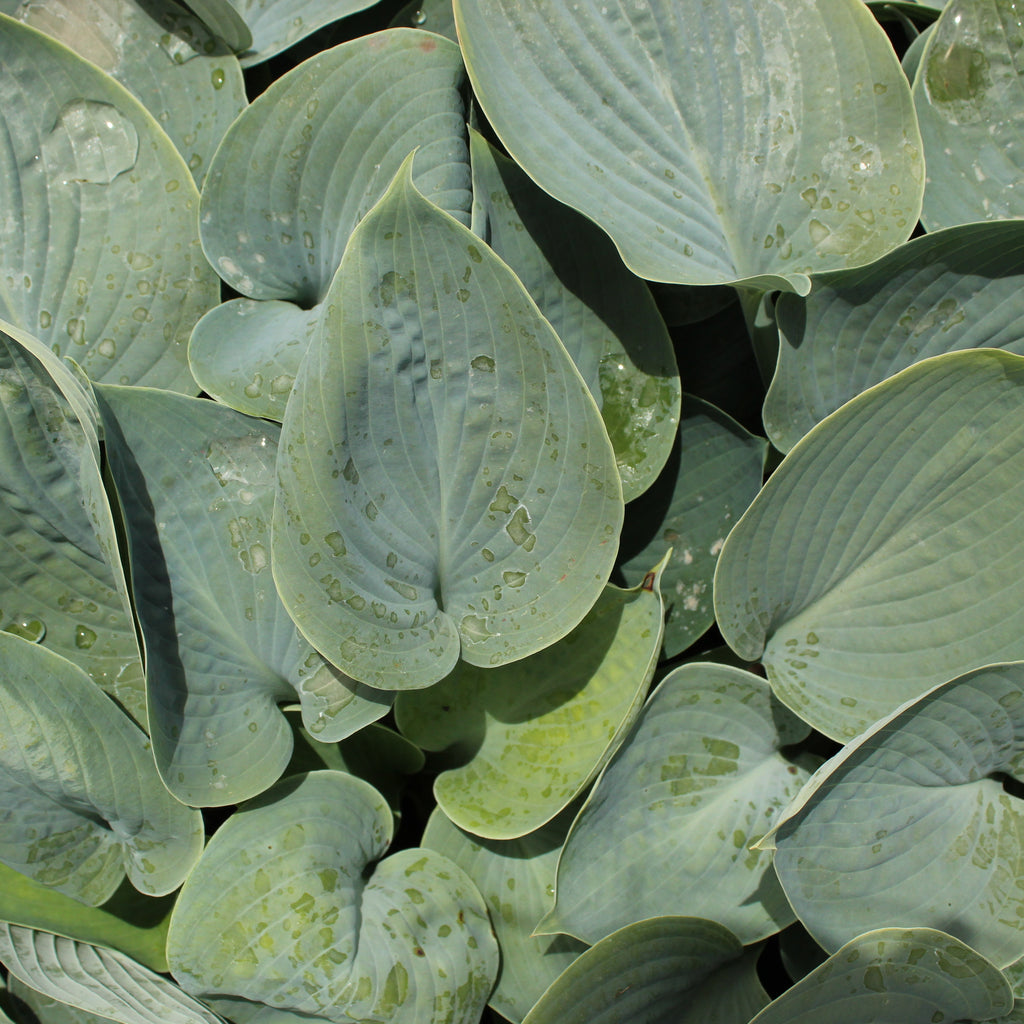 Hosta Halcyon Image