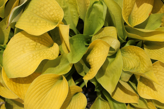 Hosta Jade Cascade