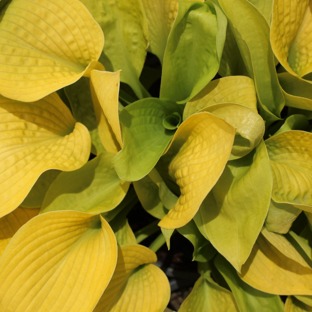 Hosta Jade Cascade Image
