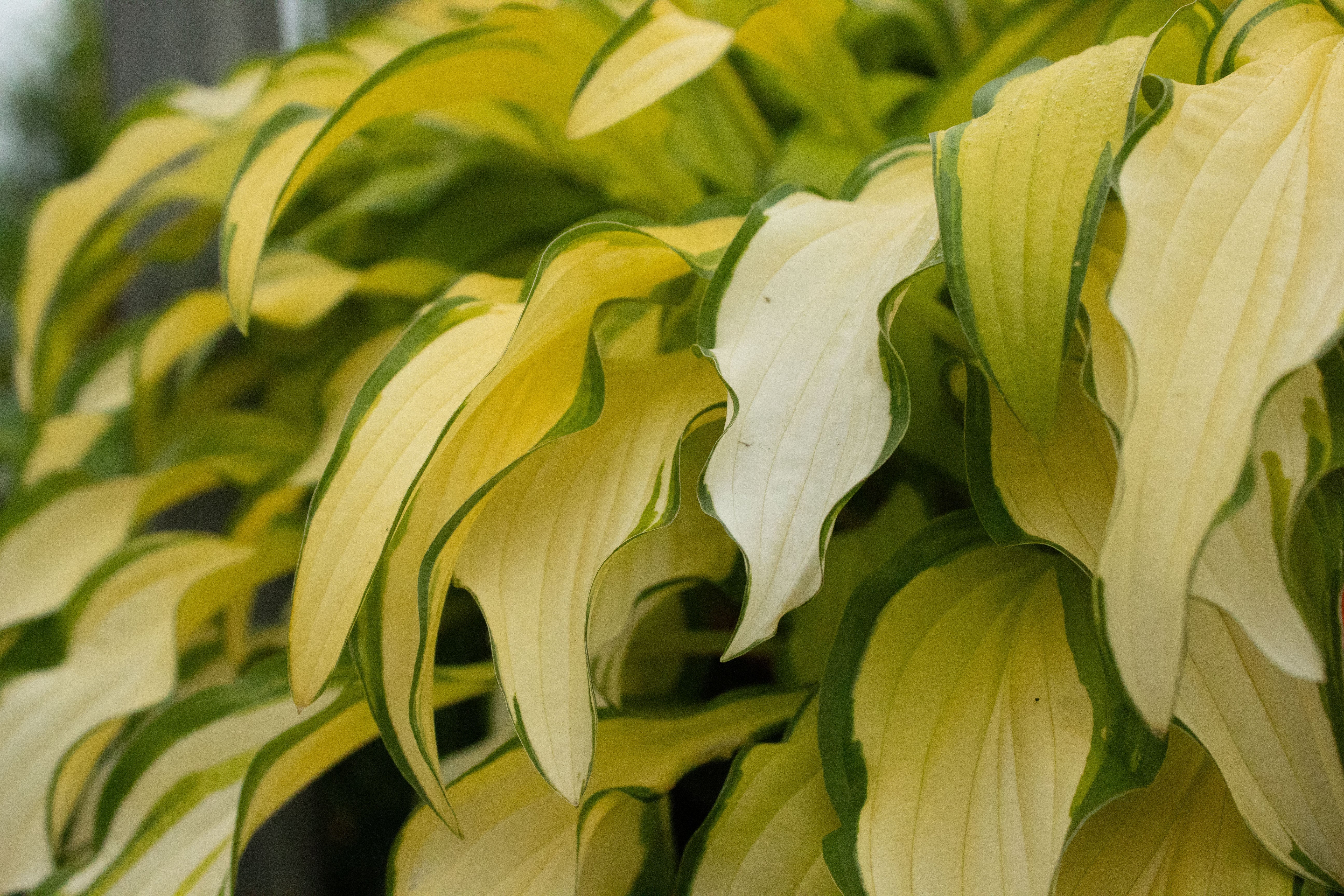 Hosta Kabitan – Texture Plants, Landscapes, Lush Lawns Christchurch
