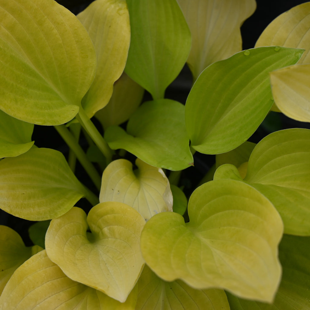 Hosta Lemon and Lime Image