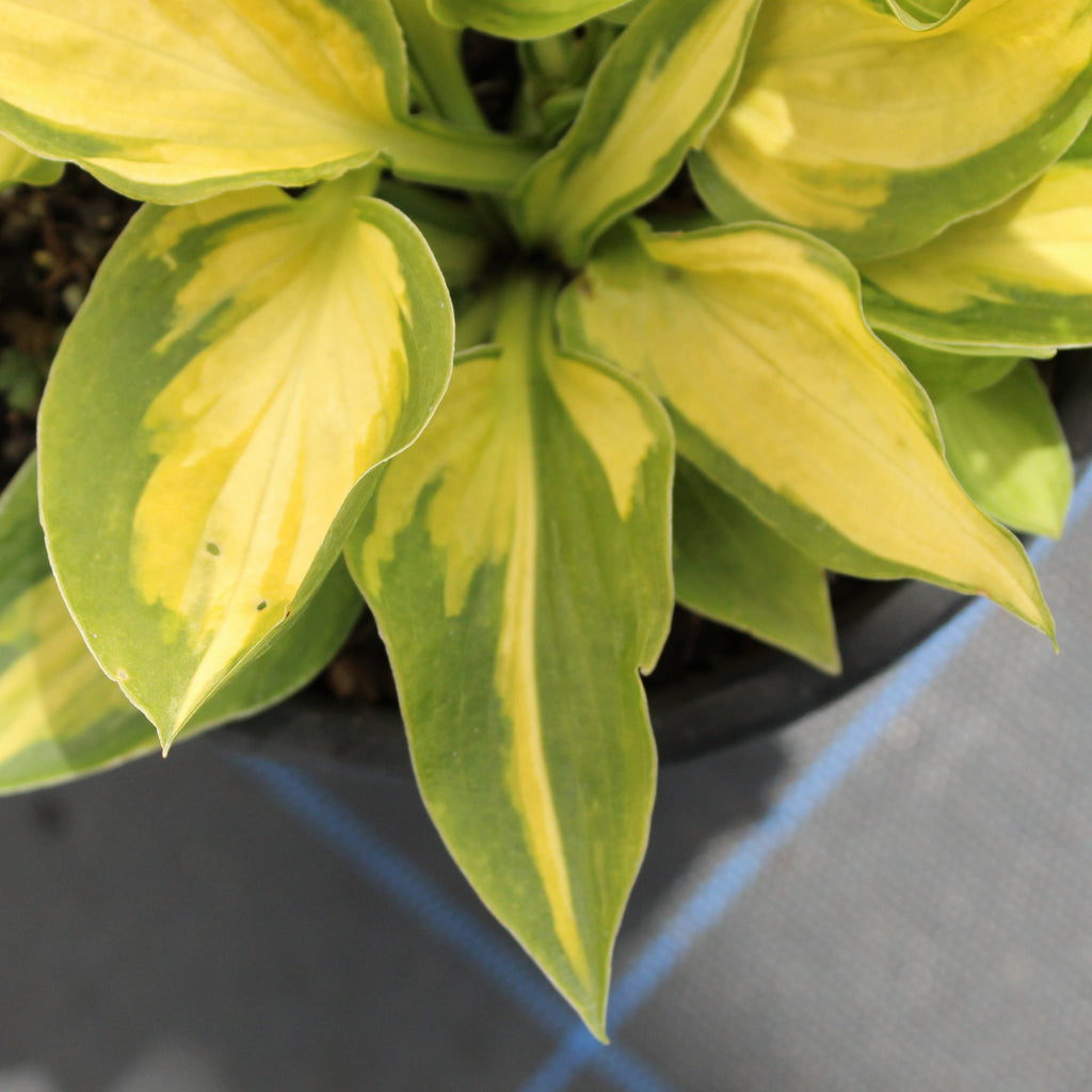 Hosta Little Sunsport Image