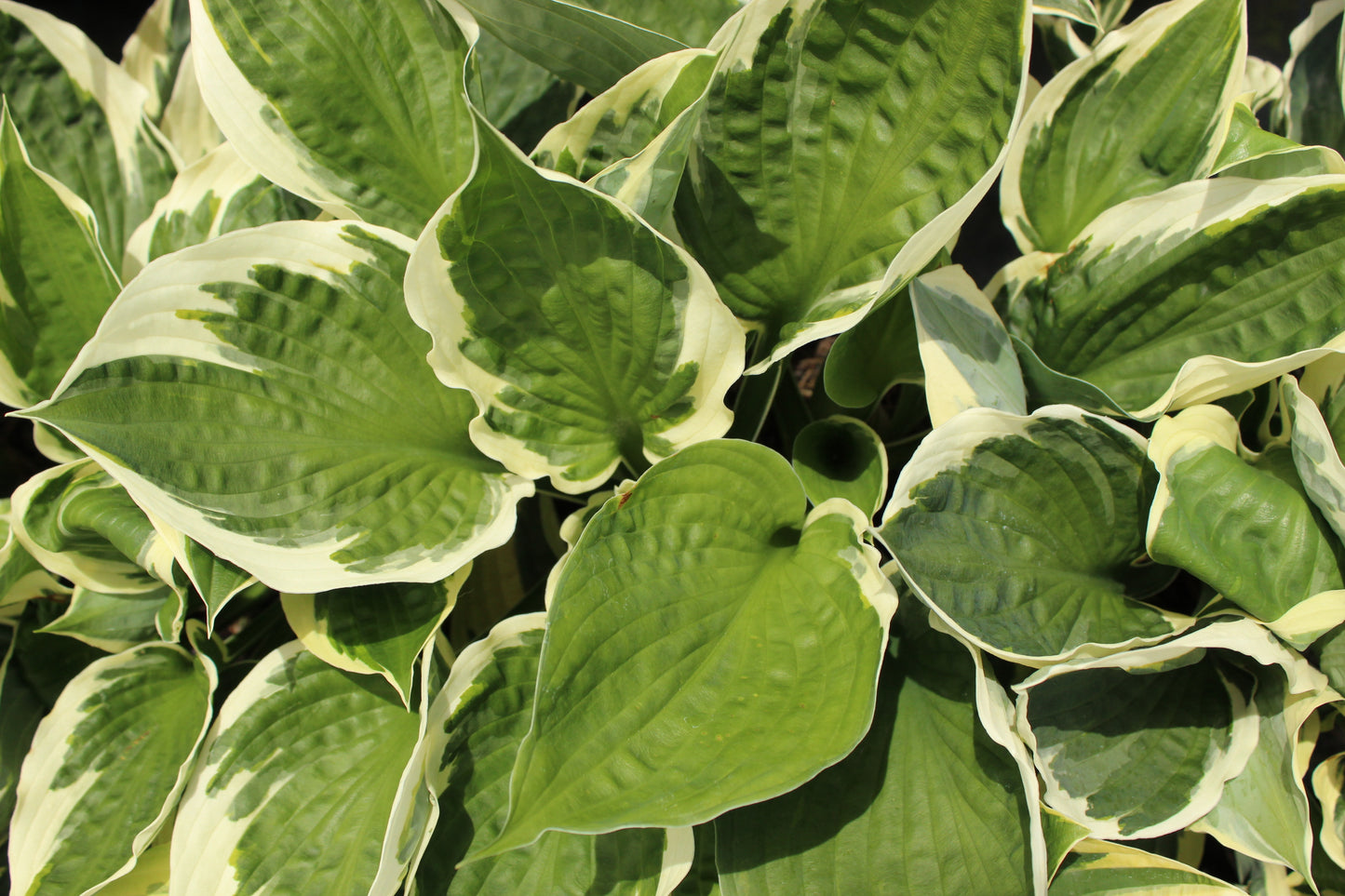 Hosta patriot