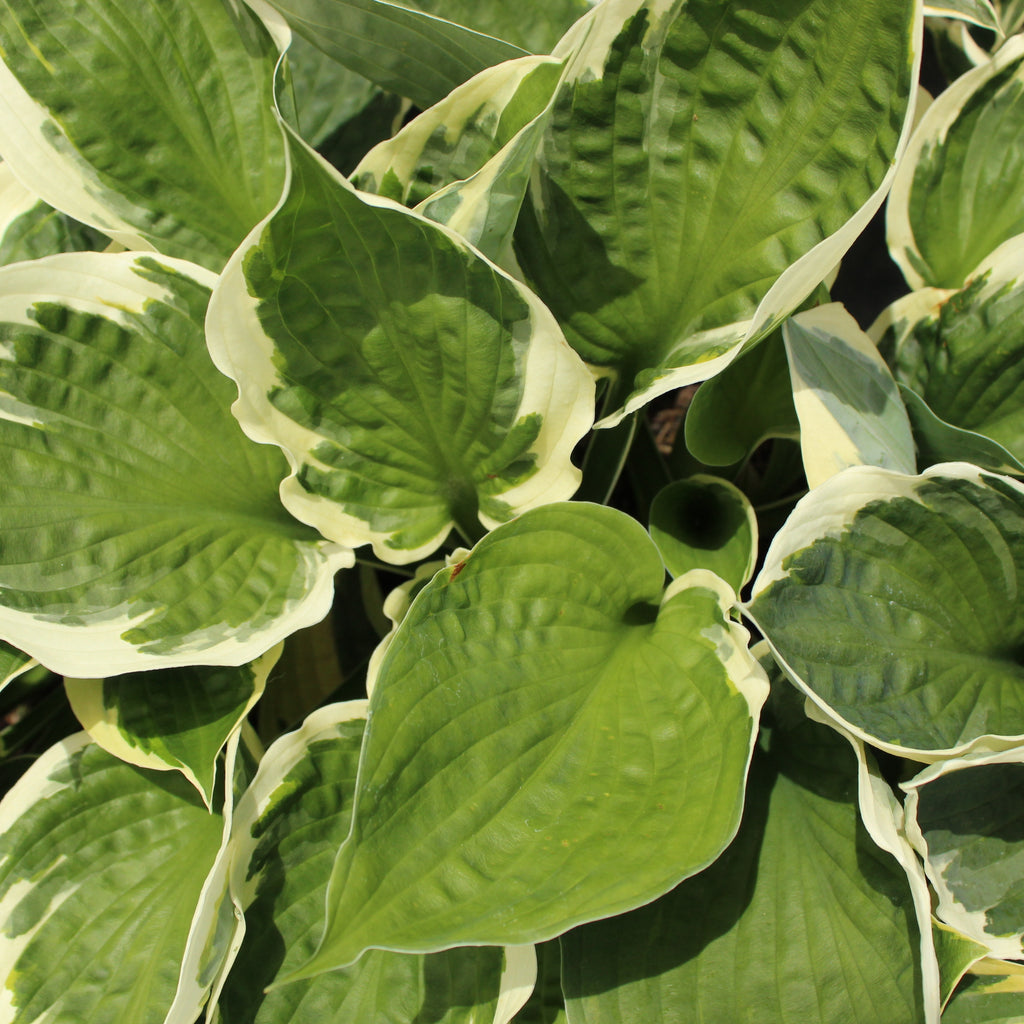 Hosta patriot Image