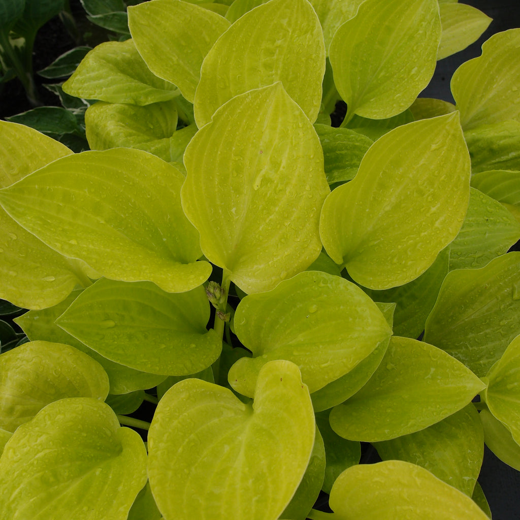 Hosta Lemon and Lime Image