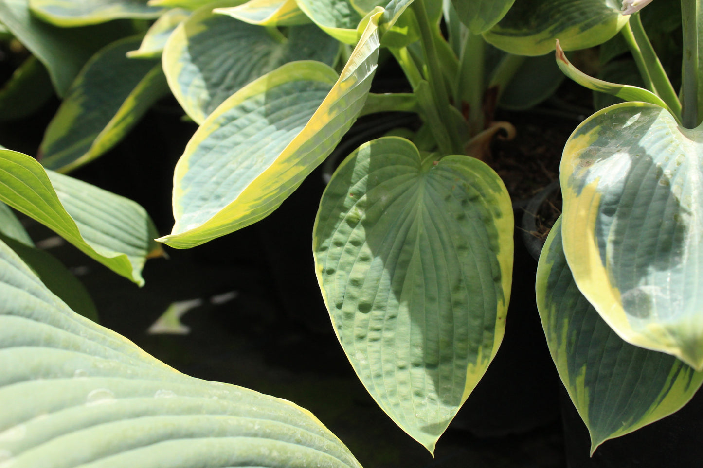 Hosta tokudama flavocircinalis