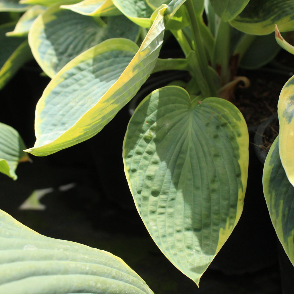Hosta tokudama flavocircinalis Image