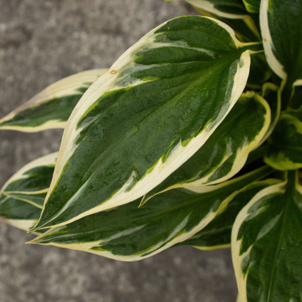 Hosta Twilight Image